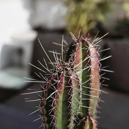 Casa Blanca Tenerife *