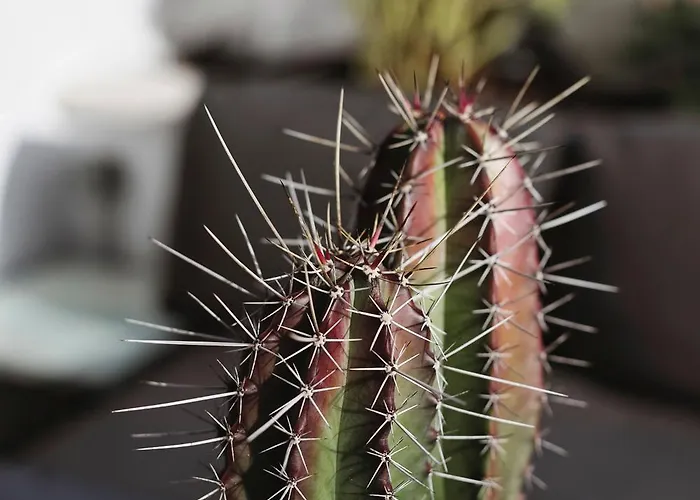 Casa Blanca Tenerife *